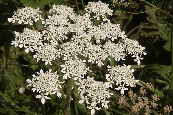 Picture, Photo, View of Sturminster Newton, Dorset
