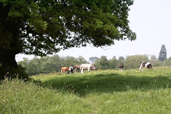 Picture, Photo, View of Sturminster Newton, Dorset
